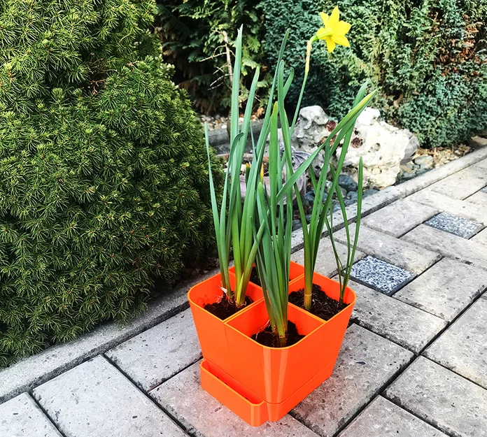 Vườn nhà đa năng (Modular home garden) - Image 3