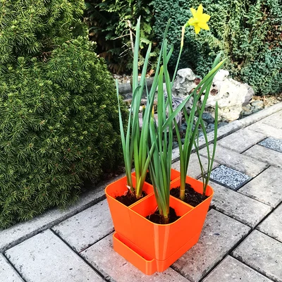 Vườn nhà đa năng (Modular home garden)