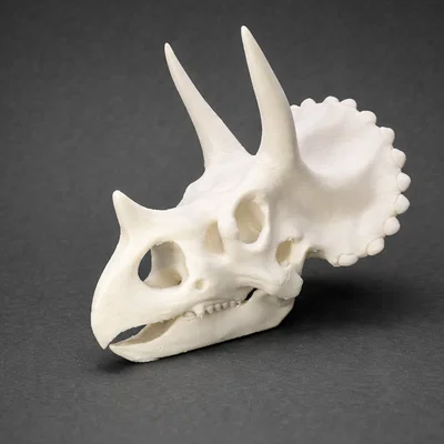Sọ Triceratops – Mô hình trang trí hình đầu khủng long
