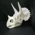 Sọ Triceratops – Mô hình trang trí hình đầu khủng long - Thumbnail 2
