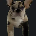 Mô hình chú chó Bulldog Pháp dễ thương (Cute French Bulldog) in 3D - Thumbnail 2