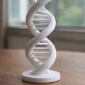 Mô hình cấu trúc xoắn kép DNA (DNA Double Helix) - Thumbnail 1