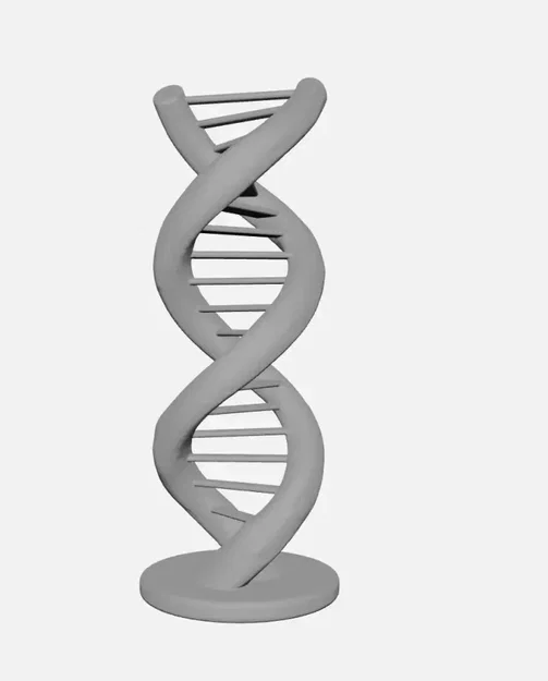 Mô hình cấu trúc xoắn kép DNA (DNA Double Helix) - Image 2