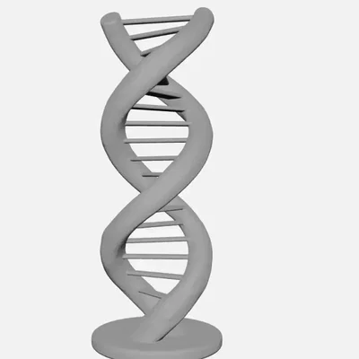 Mô hình cấu trúc xoắn kép DNA (DNA Double Helix)