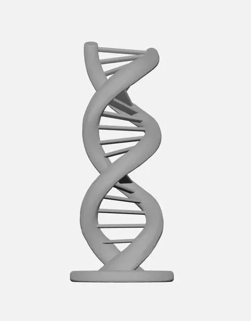 Mô hình cấu trúc xoắn kép DNA (DNA Double Helix) - Image 3