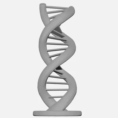 Mô hình cấu trúc xoắn kép DNA (DNA Double Helix)