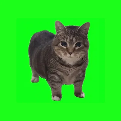 Mô hình chú mèo xoay Oiia (oiia_cat_spinner) vui nhộn