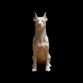 Mô hình điêu khắc chó Dobermann (tai cắt) - Calm Companion - Thumbnail 2
