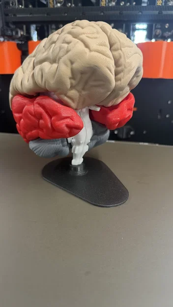 Giá đỡ mô hình não bộ 3D - Phụ kiện trưng bày chuyên nghiệp - Image 1