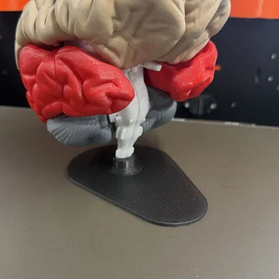 Giá đỡ mô hình não bộ 3D - Phụ kiện trưng bày chuyên nghiệp