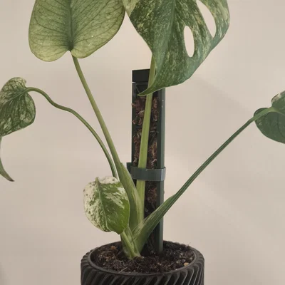 Cọc hỗ trợ cây leo Moos Stab lắp ghép thông minh cho chậu cây