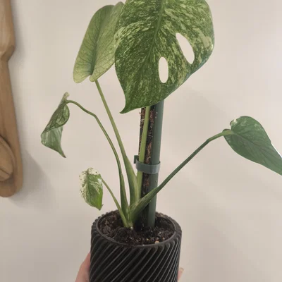 Cọc hỗ trợ cây leo Moos Stab lắp ghép thông minh cho chậu cây