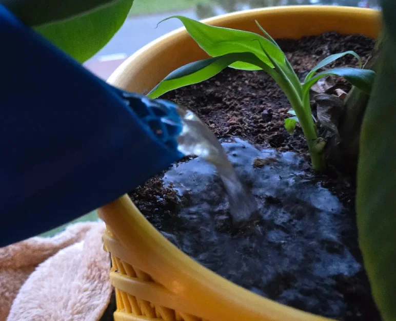 Bình tưới nước (Vase mode) - Image 3