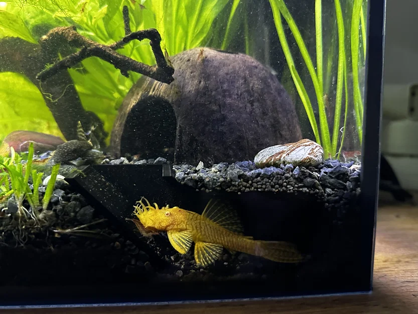 Hang trú ẩn ngắm cá cho hồ thủy sinh - Image 1