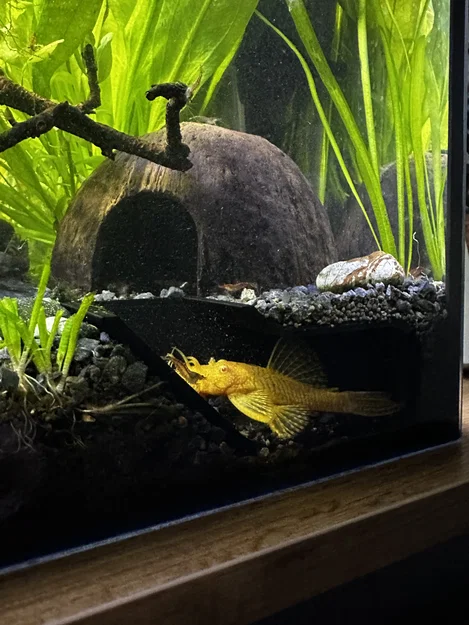 Hang trú ẩn ngắm cá cho hồ thủy sinh - Image 2