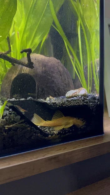 Hang trú ẩn ngắm cá cho hồ thủy sinh - Image 3