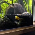 Hang trú ẩn ngắm cá cho hồ thủy sinh - Thumbnail 4