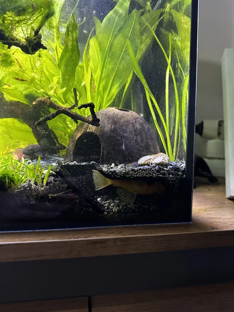 Hang trú ẩn ngắm cá cho hồ thủy sinh - Image 5