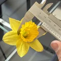 Bó hoa thủy tiên ngày Lễ Phục sinh in 3D - Thumbnail 28