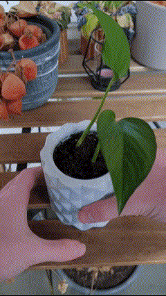 Chậu cây Karo Cascade với khay hứng nước ẩn (In không cần support) - Image 2