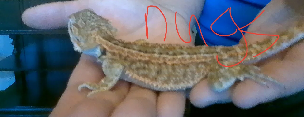 Mô hình rồng Úc (Bearded Dragon) 3D sống động - Image 1