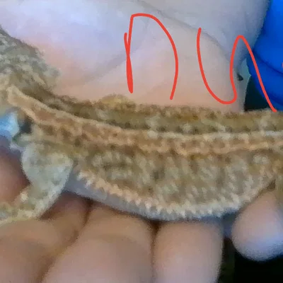 Mô hình rồng Úc (Bearded Dragon) 3D sống động