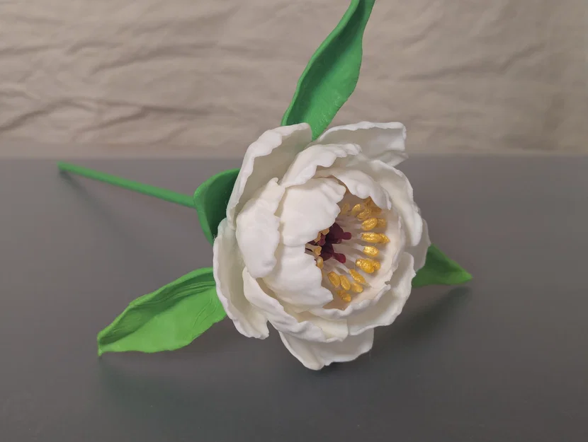 Paeonia, sp (Hoa Mẫu Đơn) - Image 1