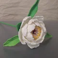 Paeonia, sp (Hoa Mẫu Đơn) - Thumbnail 1