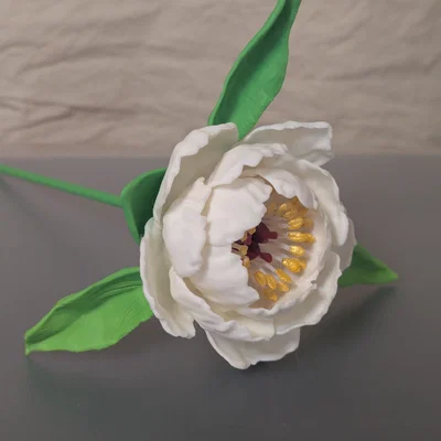 Paeonia, sp (Hoa Mẫu Đơn)