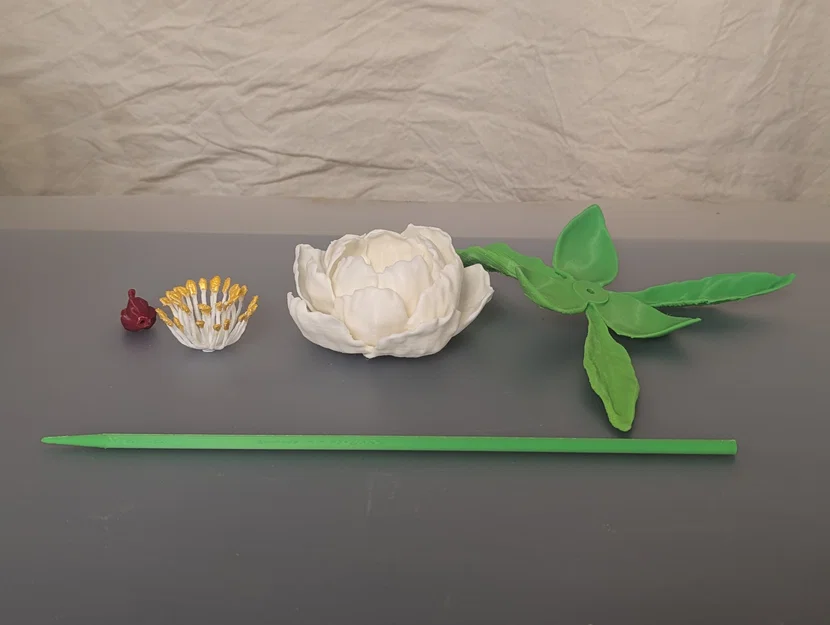 Paeonia, sp (Hoa Mẫu Đơn) - Image 2