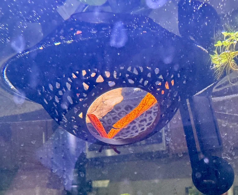 Hang Trú Ẩn Voronoi Lơ Lửng Cho Cá Betta - Image 1