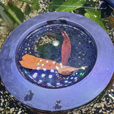 Hang Trú Ẩn Voronoi Lơ Lửng Cho Cá Betta