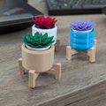 Đồ chơi Fidget Cây Sen Đá Mini Clicky - Thumbnail 6