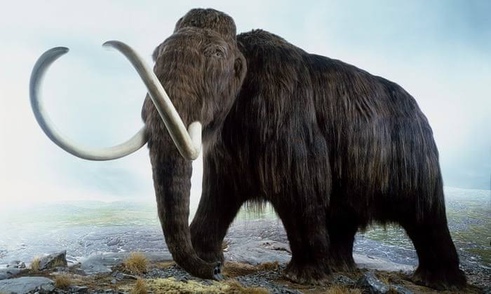 Mô hình Voi Ma Mút (Woolly Mammoth) in 3D đẹp mắt, chi tiết - Image 1