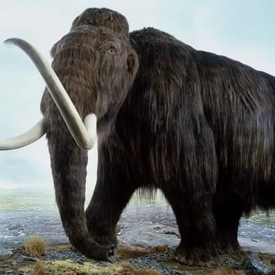 Mô hình Voi Ma Mút (Woolly Mammoth) in 3D đẹp mắt, chi tiết