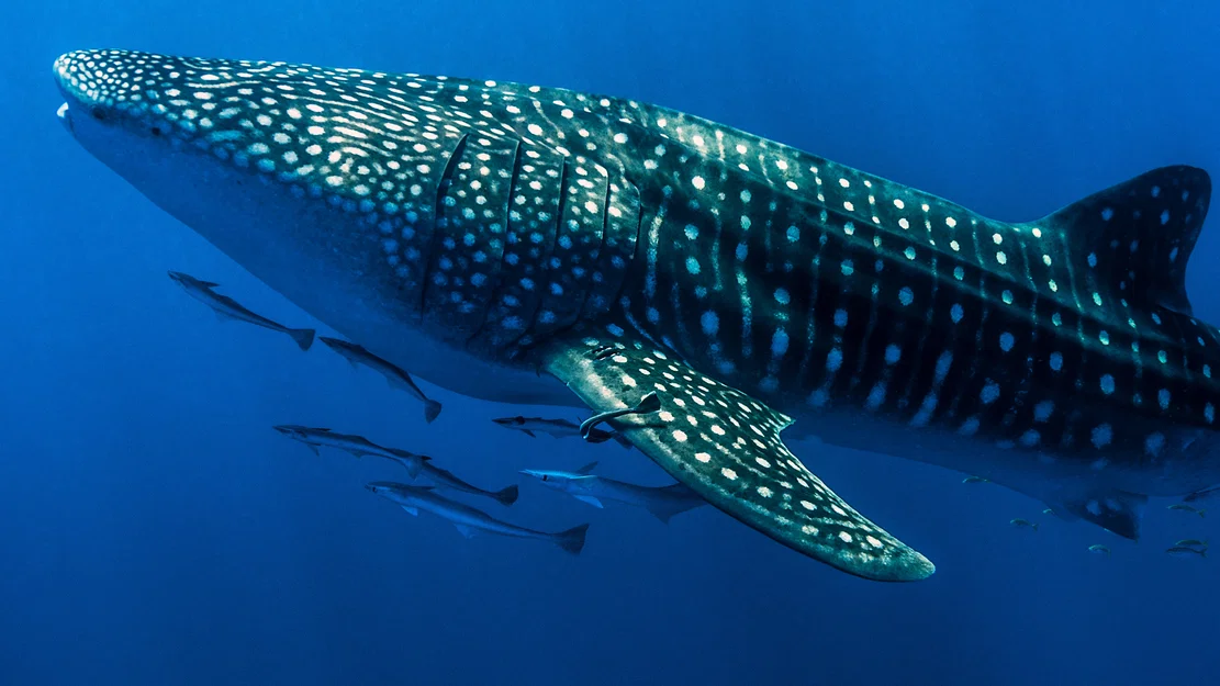 Khung thân dưới 9mm X-Bar - Thiết kế cải tiến tối ưu nhất - Image 1