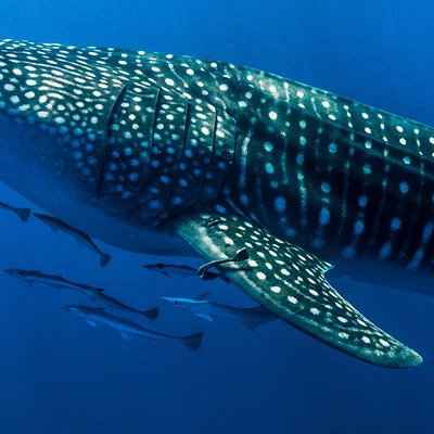 Khung thân dưới 9mm X-Bar - Thiết kế cải tiến tối ưu nhất