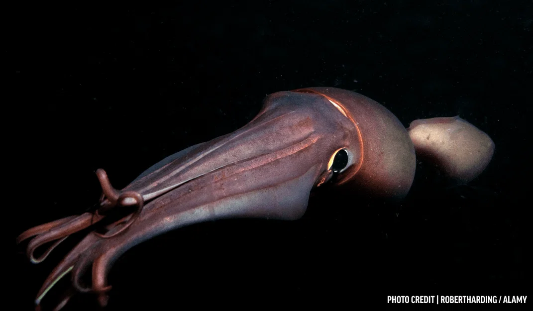 Mô hình mực Humboldt (Humboldt squid) - Image 1