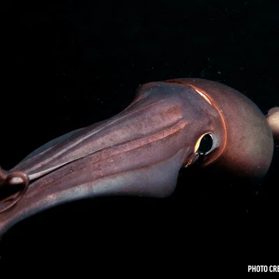 Mô hình mực Humboldt (Humboldt squid)