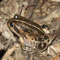 Mô hình 3D chú ếch Banjo (Banjo Frog) sinh động - Tải file STL miễn phí