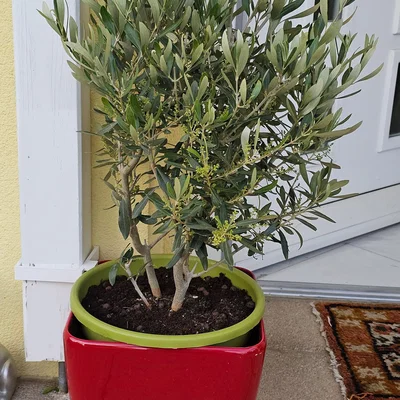 Kẹp cố định chậu cây (Flower pot anchor)