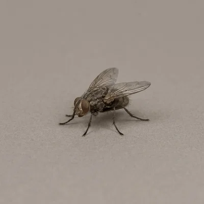 Mô hình 3D The Fly Brundle's First Transport 1986 chi tiết