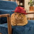 Mũ bảo hiểm lính cứu hỏa cho mèo - Thumbnail 1