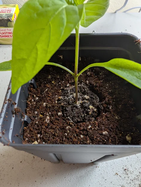 Dụng cụ tạo lỗ trồng cây (Dibbler) cho khay 98 cell 1020 - Image 4