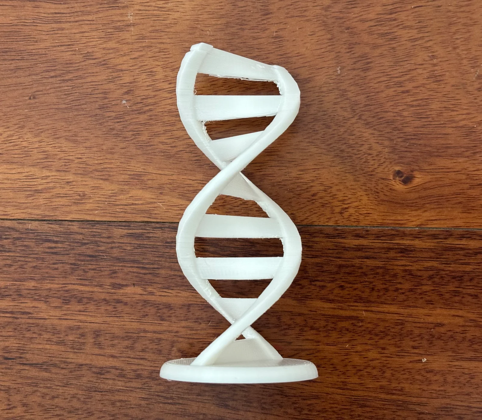 Mô hình trang trí chuỗi xoắn kép DNA (DNA Double Helix) in… 1