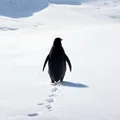 Chú Chim Cánh Cụt Hư Vô (Nihilist Penguin) - Thumbnail 1