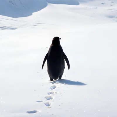 Chú Chim Cánh Cụt Hư Vô (Nihilist Penguin)