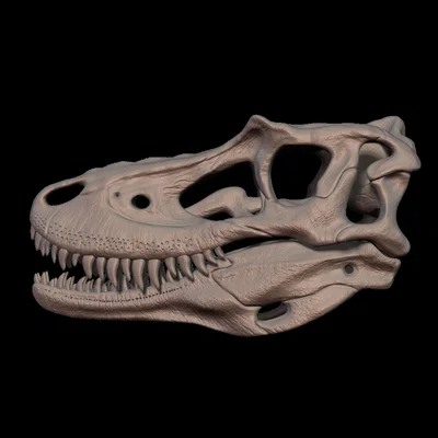 Mô hình hộp sọ khủng long Gorgosaurus