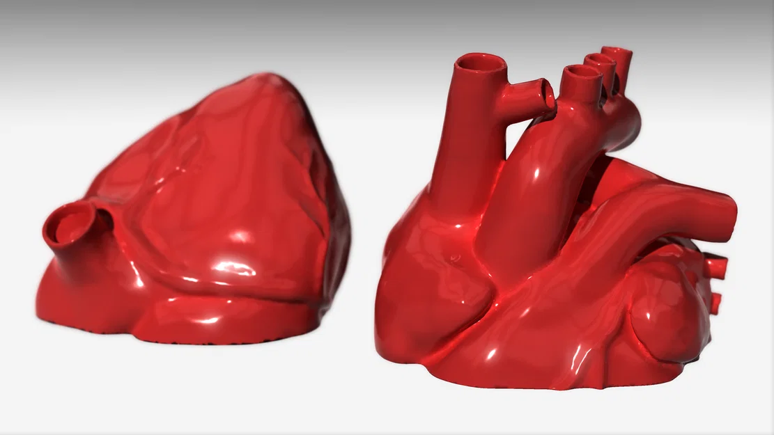 Mô hình trái tim giải phẫu (Anatomical Heart) chi tiết cho in 3D - Image 1