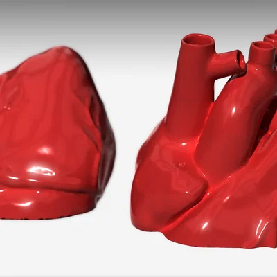 Mô hình trái tim giải phẫu (Anatomical Heart) chi tiết cho in 3D